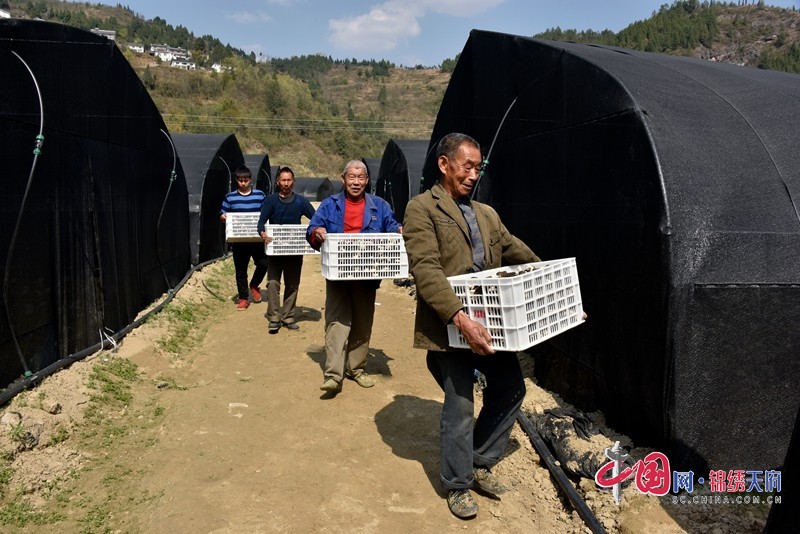 在基地務(wù)工的當(dāng)?shù)厝罕妼⒁豢鹂鹧蚨蔷徇\(yùn)裝車。  張玉偉.JPG