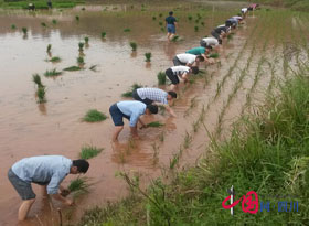 船山農(nóng)業(yè)局“走基層、轉(zhuǎn)作風(fēng)、解難題”為空巢老人助耕